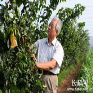 记威县经济林建设高级顾问、首席梨产业专家曲宪忠