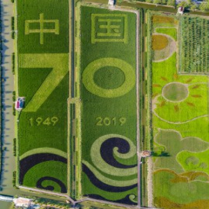 上海：庆祝新中国成立70周年 崇明民众绘水稻画送祝福