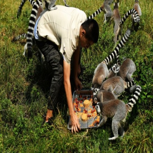 青岛：中秋节将来临 动物吃上中秋月饼