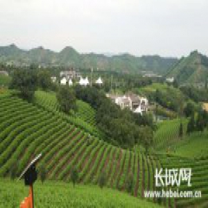 浙江安吉：白茶助力乡村振兴 一片叶子富了一方百姓