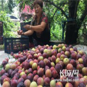 晋州李子大丰收 全国客商争相抢购
