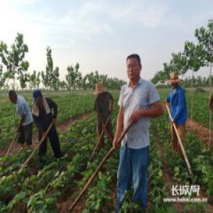 《党徽熠熠》沧县王宪发：乡村振兴路上领头人