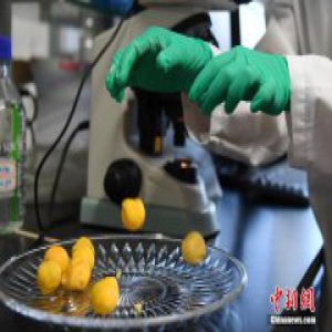 浙江大学与杭州市监局实验破解乒乓球鸡蛋等谣言