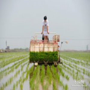 乐亭：“稻田认养”创新休闲农业