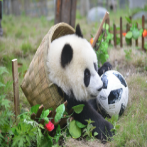 熊猫世界杯开赛:＂圆滚滚＂集体踢足球