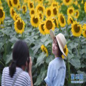 葵花盛开引游人