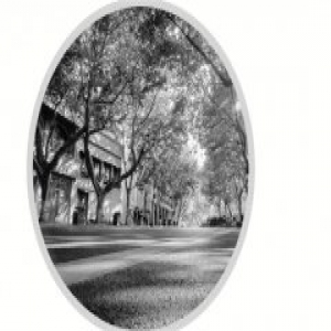 又爱又恨的梧桐树