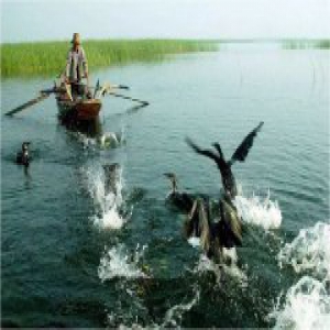 实施白洋淀生态修复，雄安又有这些大动作