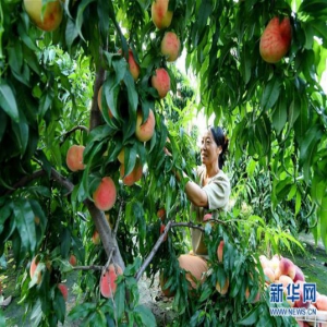 河北乐亭：鲜桃产业“映红”乡村经济