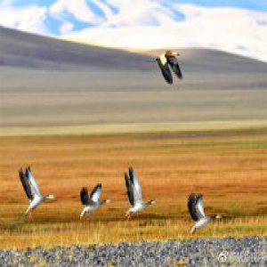 好美！我国湿地面积位居世界第四