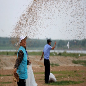 河北张家口：遗鸥保护摄影周开幕 康巴诺尔国家湿地公园遗鸥成群