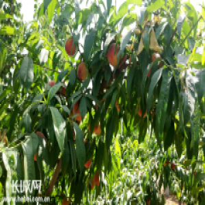 桃城区邓庄桃子“甜”了农民心