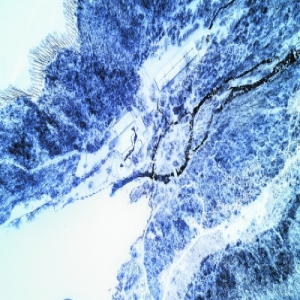 昨天全市平均降雪量0.5毫米 春雪明天再来一场