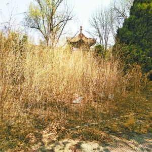 次渠敬园小区西北侧 小公园里杂草比人高