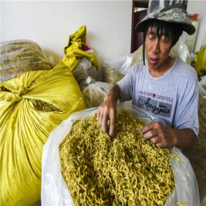 武邑：金银花开“金银”来