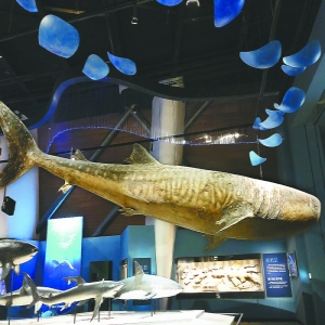 天津滨海新区国家海洋博物馆“五一”免费试开放