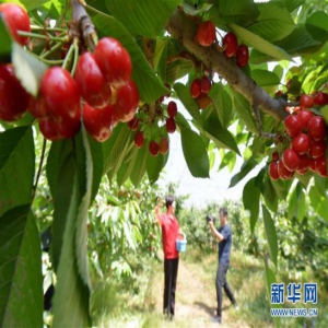河北滦南：樱桃果红迎客来