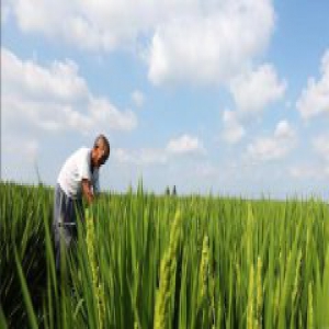 山东郯城：初秋田管忙