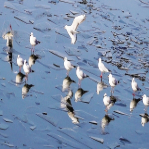 红嘴鸥飞临海河 为冬日平添情趣（图）