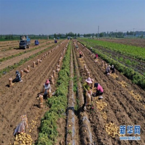 河北滦州：马铃薯成为农民增收的“金疙瘩”