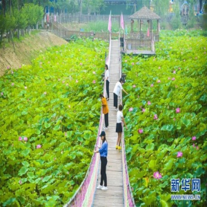 夏荷飘香引客来