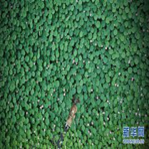 河北唐山：鱼塘变荷塘带火乡村游