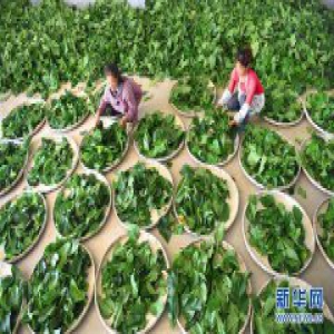 山东沂源：“车间化”养蚕助增收