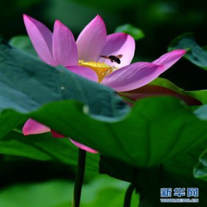 夏日荷塘美如画