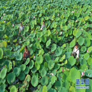 立秋时节忙采莲