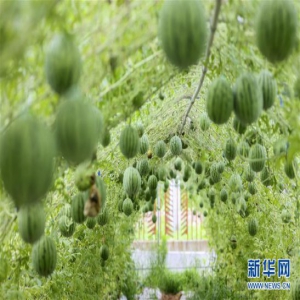 德清的空中西瓜