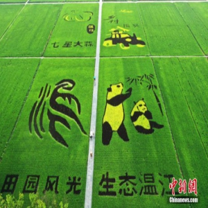 水稻专家在稻田里种出“大熊猫”