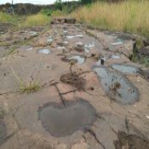 山东发现世界首例群体小型恐爪龙类足迹