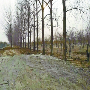 马池口镇西坨村及东闸村立行立改 清理环境死角见成效