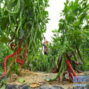 河北滦南：壮大果蔬产业 助推乡村振兴