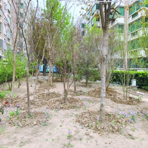 金源泉家园居民闹心 这么多树咋连水都浇不上