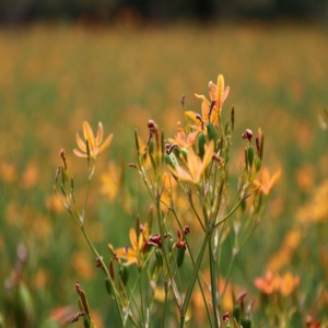 河北石家庄：射干花推开致富门