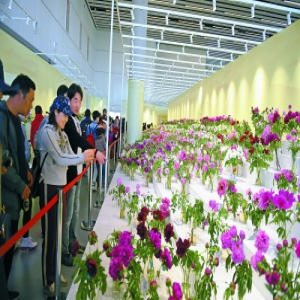 国内外300多种牡丹汇聚国际馆参加选美