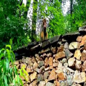 保定阜平现猴子踪迹 进村偷桃后大摇大摆离开