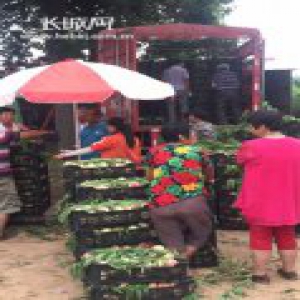 电商助力脱贫 魏县斜街红桃实现产地直发