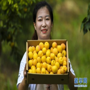 河北阜城：杏梅飘香