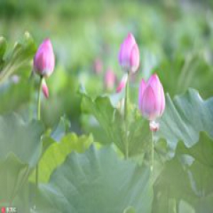 临沂3000亩“太空莲”绽放 吸引众多游客观赏