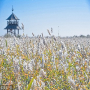 黄河入海口深秋现“芦花飞雪”醉美景观