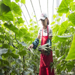 山东滨州：小村庄的黄瓜梦 助力全村脱贫致富