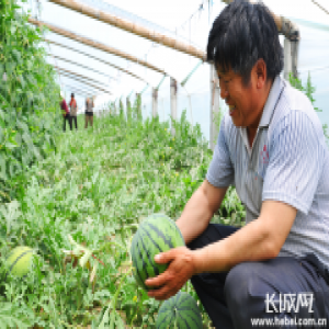 【党徽熠熠】武邑有个“大棚书记”贾三虎