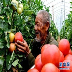 河北涉县：“扶贫大棚”助增收