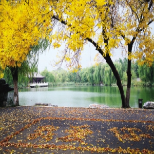 秋雨打落叶满地 留下一句我爱你(图)