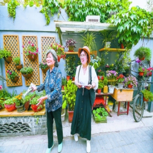 旧马桶改成文艺花池 胡同微花园重塑院落生态