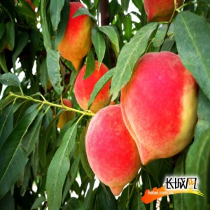 【高清组图】深州蜜桃熟啦！看“桃王”争霸 “甜蜜”纷呈