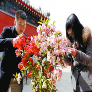 陶然亭海棠节“花贵妃”斗艳