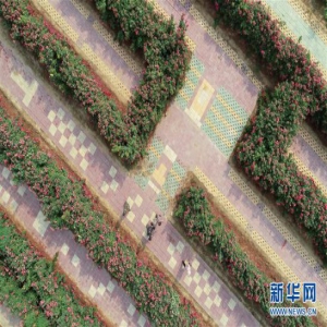 河北柏乡：“月季迷宫”引游人
